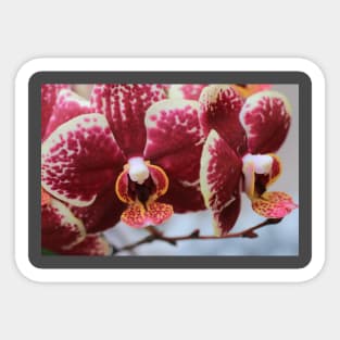 Orchid on the move Sticker